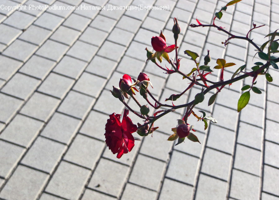Amaryllis, Flower, Plant, Blossom, Rose, Flora, Petal