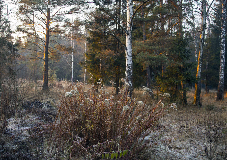 Birch, Tree, Wood, Forest, Grove, Land, Vegetation