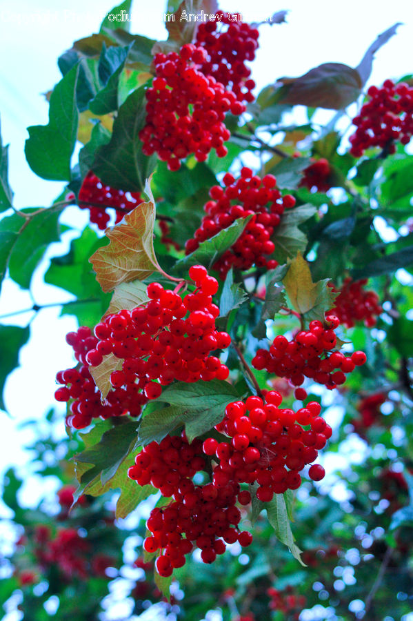 Fruit, Grapes, Bush, Plant, Vegetation, Blossom, Flora