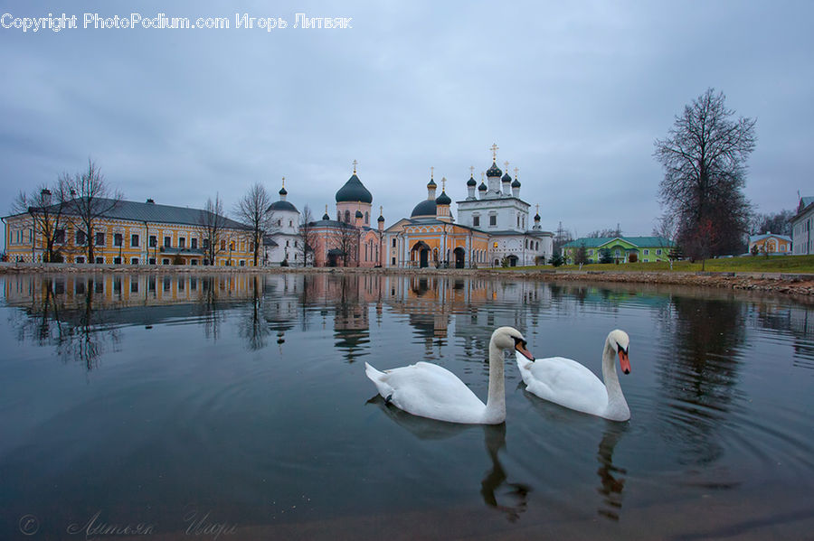Bird, Swan, Waterfowl, Architecture, Dome, Mosque, Worship