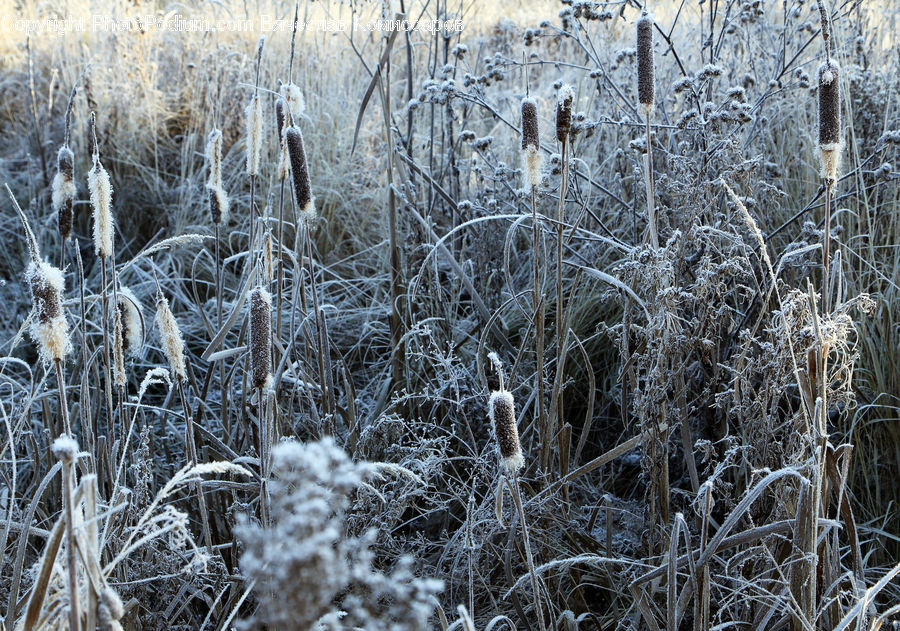 Frost, Ice, Outdoors, Snow, Field, Grass, Grassland