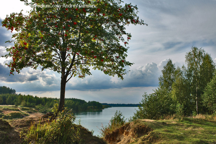 Plant, Tree, Willow, Conifer, Fir, Oak, Wood