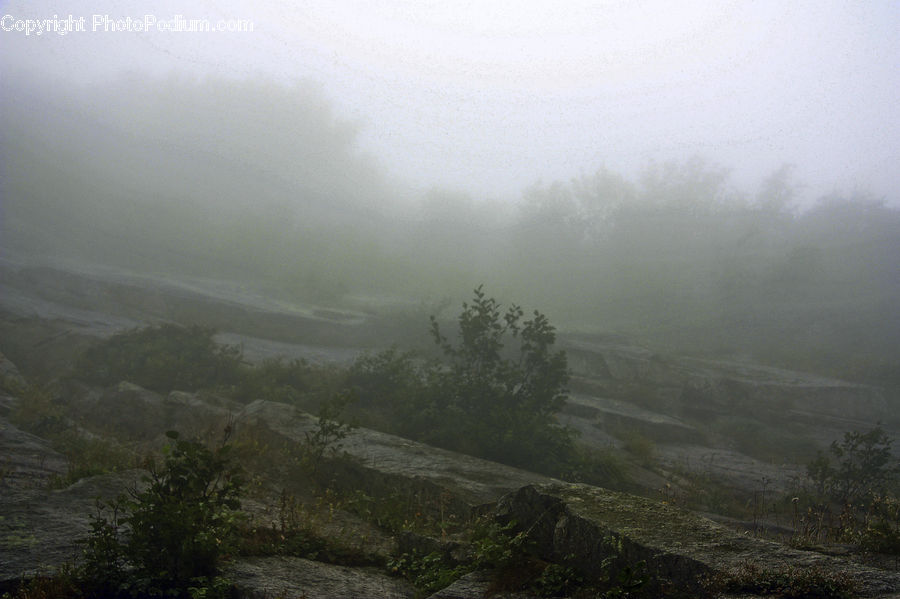 Fog, Mist, Outdoors, Plant, Vegetation