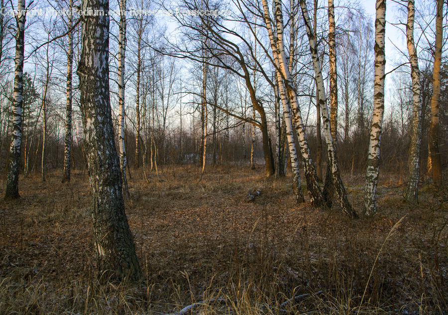 Birch, Tree, Wood, Forest, Grove, Land, Vegetation