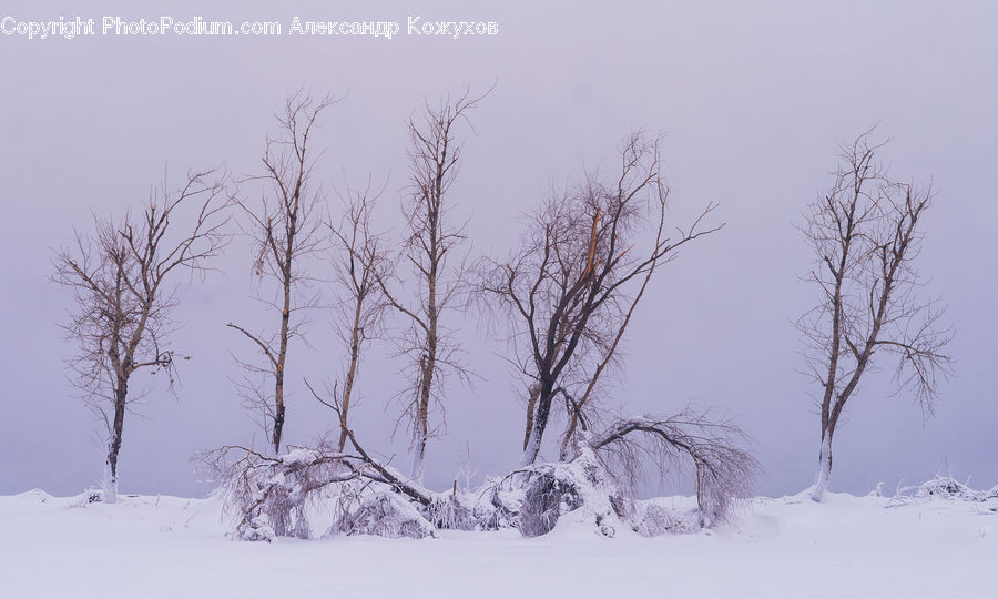 Blizzard, Outdoors, Snow, Weather, Winter