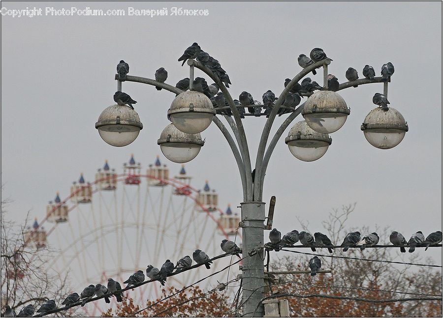 Art, Sculpture, Statue, Lamp Post, Pole, Bird, Pigeon