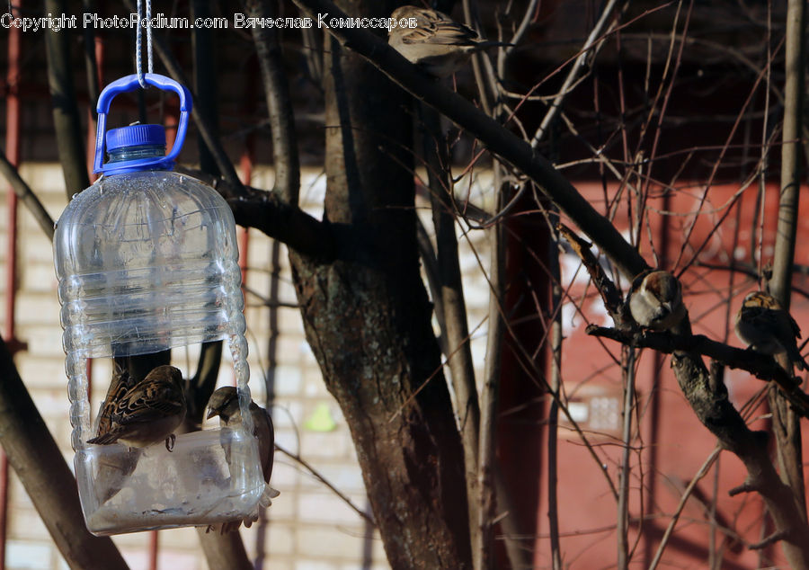 Bird, Sparrow, Blackbird, Blue Jay, Bluebird, Jay, Swallow