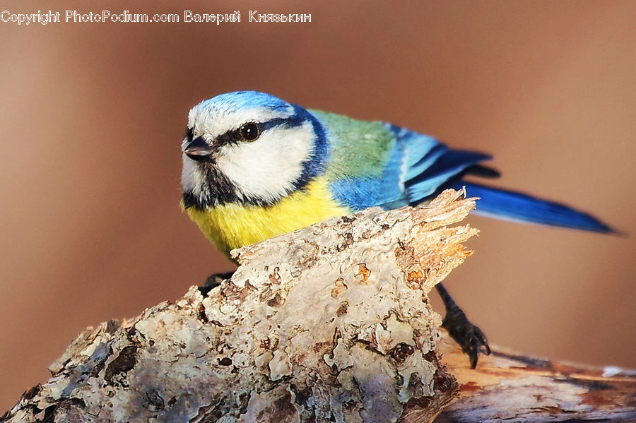 Bird, Blue Jay, Bluebird, Jay, Bee Eater