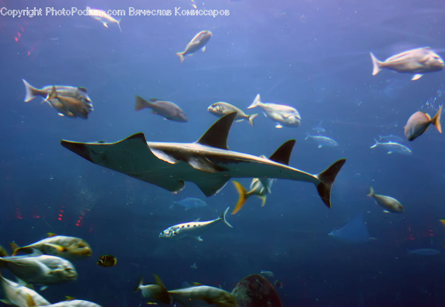 Fish, Sea Life, Aquarium, Aquatic, Water, Surgeonfish, Coral Reef
