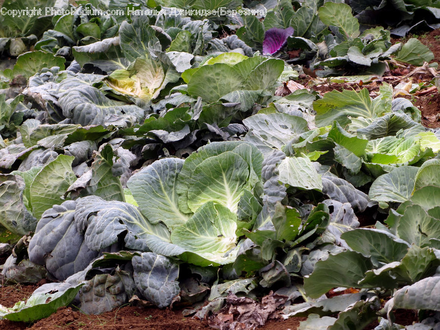 Cabbage, Produce, Vegetable, Ivy, Plant, Vine, Head Cabbage