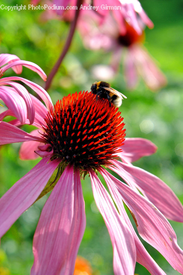 Andrena, Apidae, Bee, Bumblebee, Honey Bee, Insect, Invertebrate
