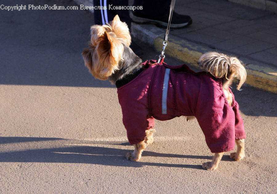 Leash, Strap, Animal, Canine, Dog, Mammal, Pet