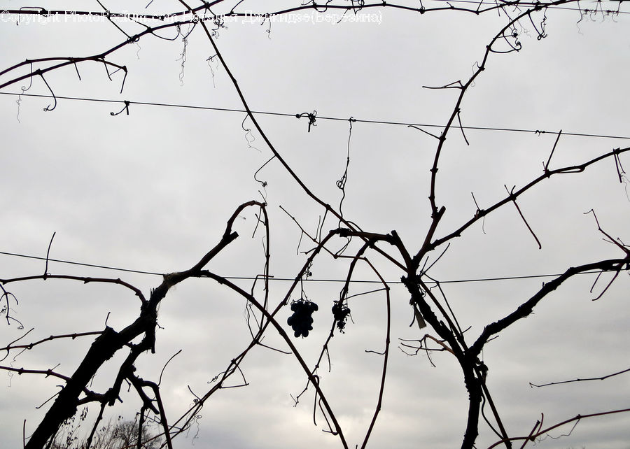 Silhouette, Bird, Blackbird, Crow, Plant, Tree