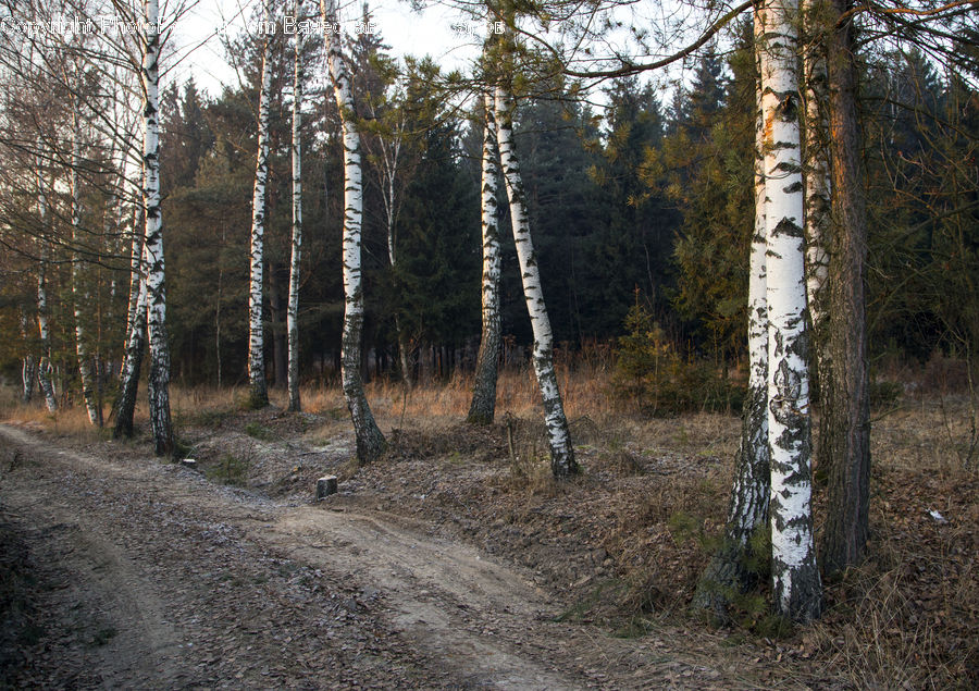 Birch, Tree, Wood, Forest, Vegetation, Dirt Road, Gravel