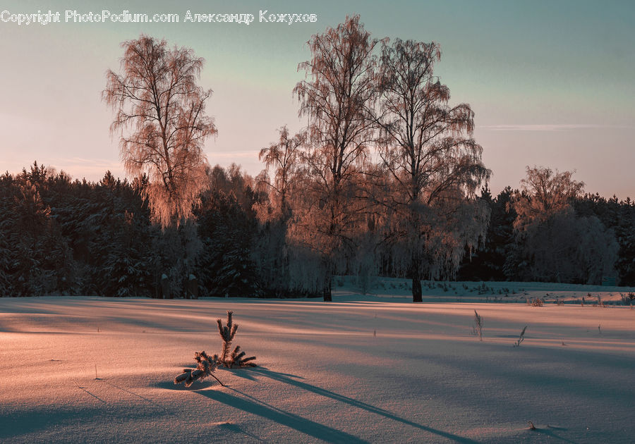 Landscape, Nature, Scenery, Conifer, Fir, Plant, Tree