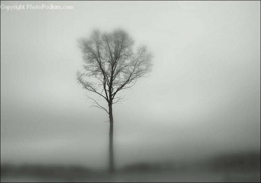 Fog, Plant, Tree, Mist, Outdoors, Blossom, Flora