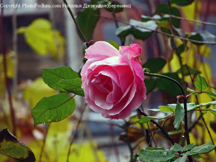 Blossom, Flower, Plant, Rose, Flora, Geranium, Petal