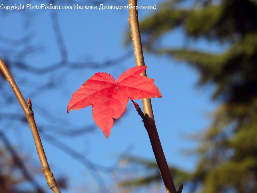 Maple, Maple Leaf, Plant, Flora, Flower, Hibiscus, Poppy