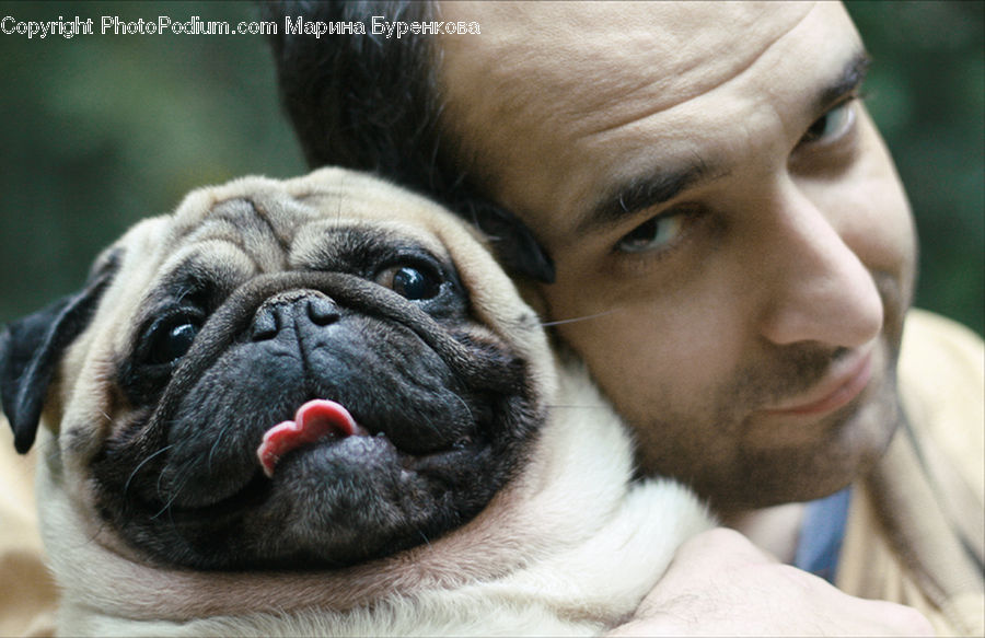 Animal, Canine, Dog, Mammal, Pet, Pug, Boxer