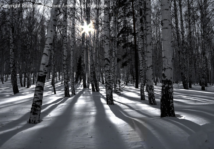 Birch, Tree, Wood, Forest, Vegetation, Road, Plant