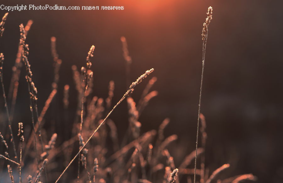 Field, Grass, Grassland, Plant, Reed, Conifer, Fir