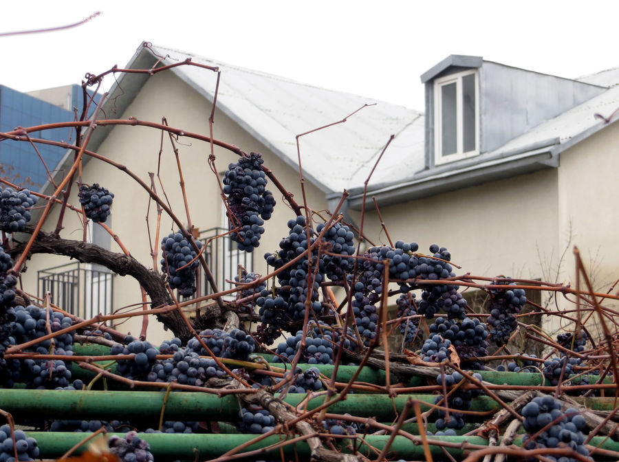 Fruit, Grapes, Blueberry, Plant, Vine, Rubble