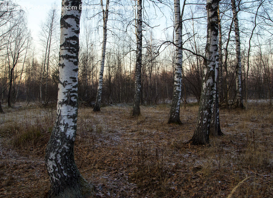 Birch, Tree, Wood, Oak, Forest, Grove, Land