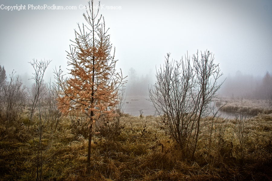 Field, Grass, Grassland, Plant, Tree, Conifer, Fir