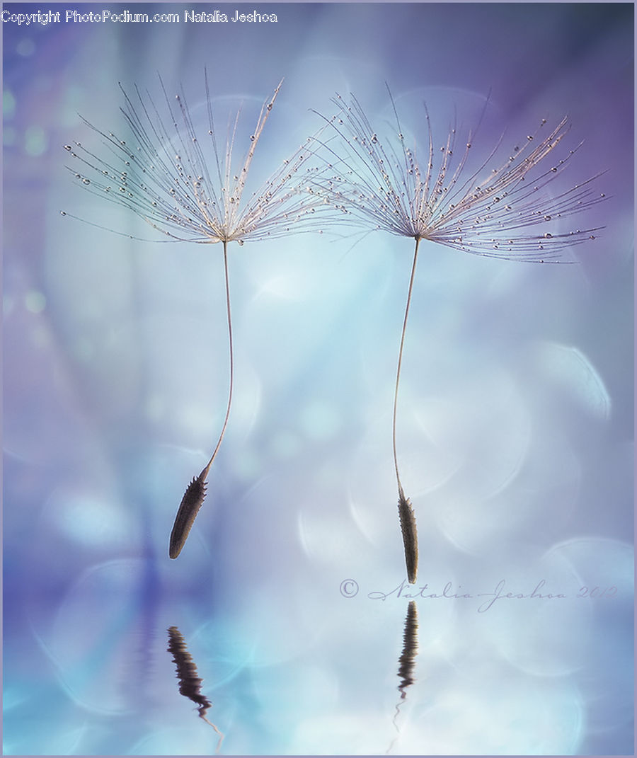 Grain, Seed, Dandelion, Flower, Plant, Blossom, Flora