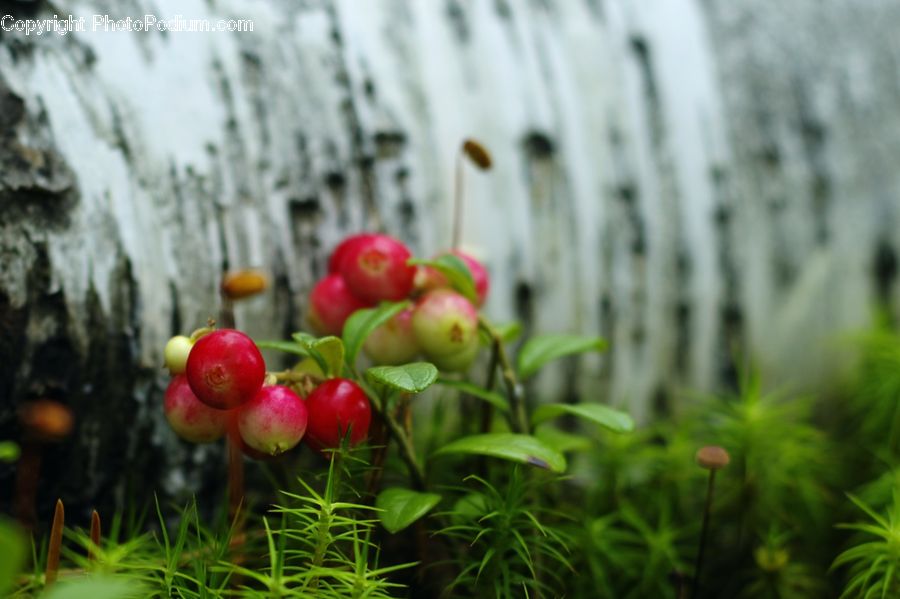 People, Person, Human, Moss, Plant, Blossom, Flower