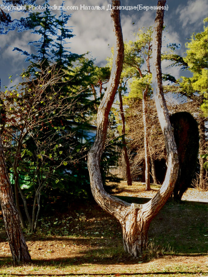 Conifer, Fir, Plant, Tree, Bush, Vegetation, Forest