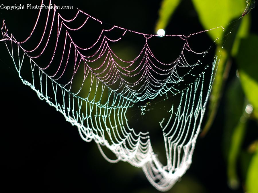 Insect, Spider Web, Arachnid, Argiope, Garden Spider, Spider, Blossom