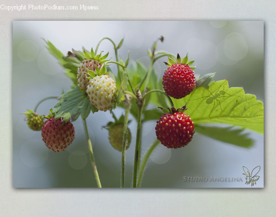 Fruit, Strawberry, Raspberry, Plant, Calendar, Text, Floral Design