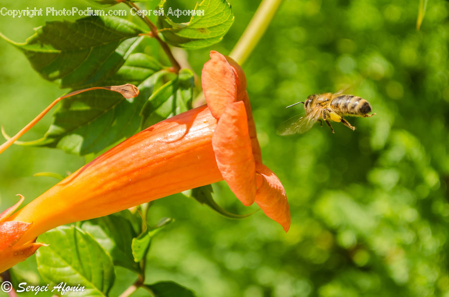 Bee, Bumblebee, Honey Bee, Insect, Invertebrate, Flora, Pollen