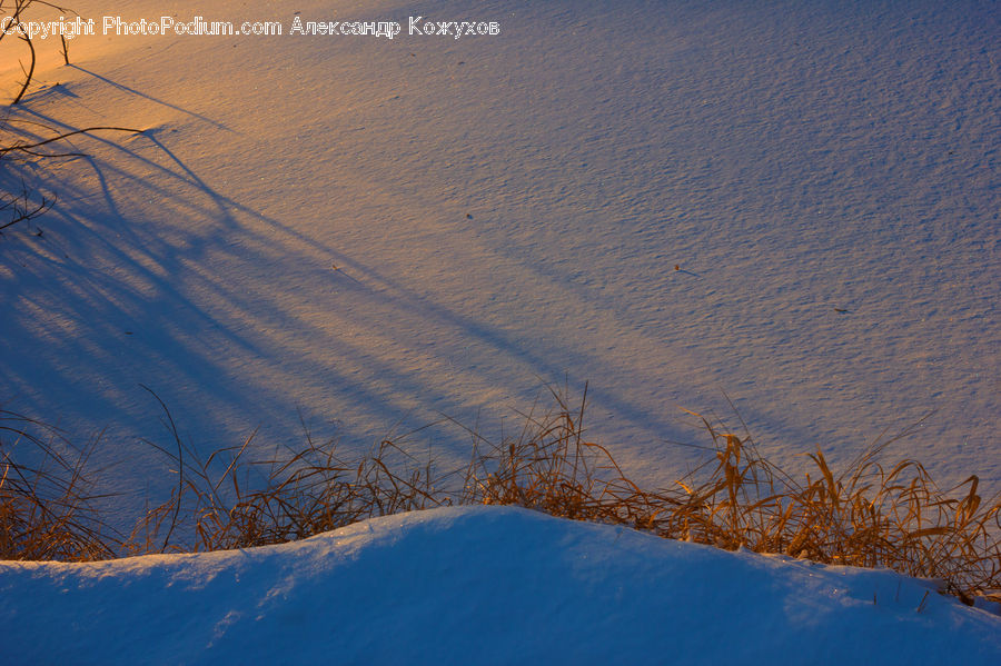 Field, Grass, Grassland, Plant, Dawn, Dusk, Sky