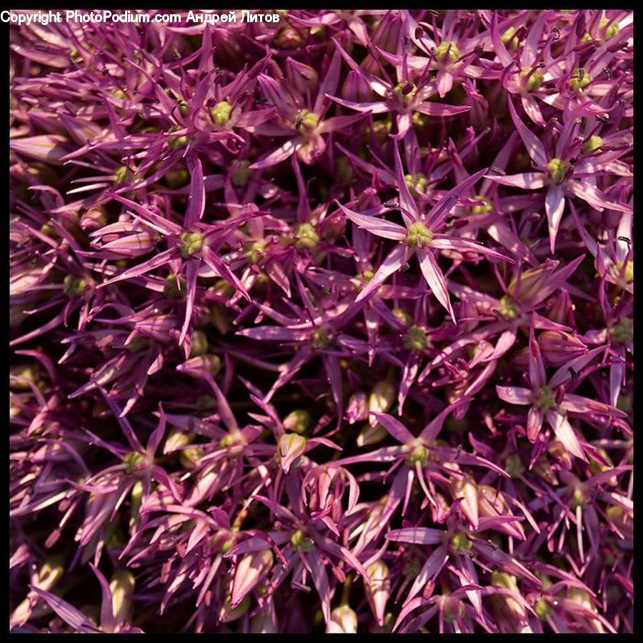 Allium, Blossom, Flora, Flower, Plant, Asteraceae, Ground