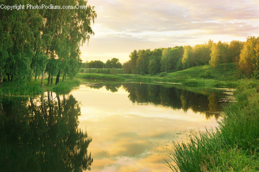 Plant, Tree, Willow, Landscape, Nature, Scenery, Bush