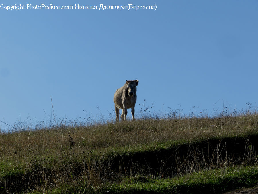 Animal, Canine, Coyote, Grey Fox, Mammal, Red Wolf, Deer