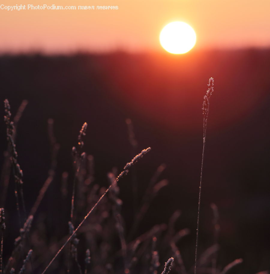 Plant, Weed, Field, Grass, Grassland, Dawn, Dusk