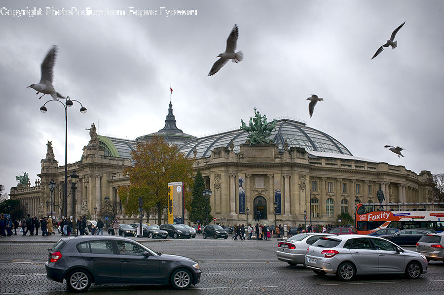 Bird, Seagull, Automobile, Car, Coupe, Sports Car, Vehicle