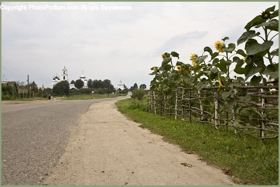 Dirt Road, Gravel, Road, Plant, Vine, Bicycle, Bike