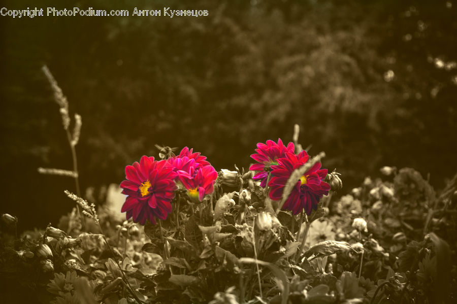 Cosmos, Blossom, Flora, Flower, Plant, Asteraceae, Petal