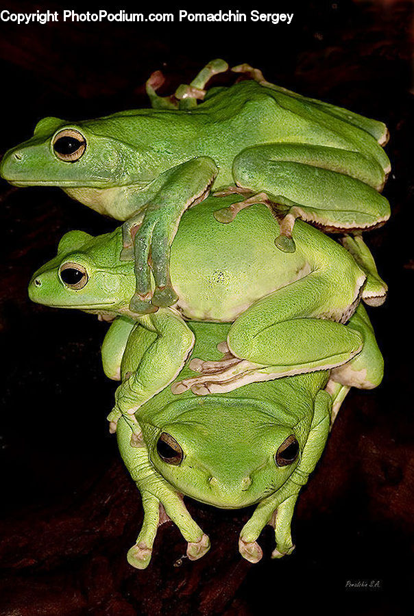 Amphibian, Frog, Wildlife, Tree Frog