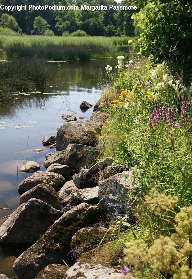 Plant, Potted Plant, Rock, Outdoors, Pond, Water, Garden