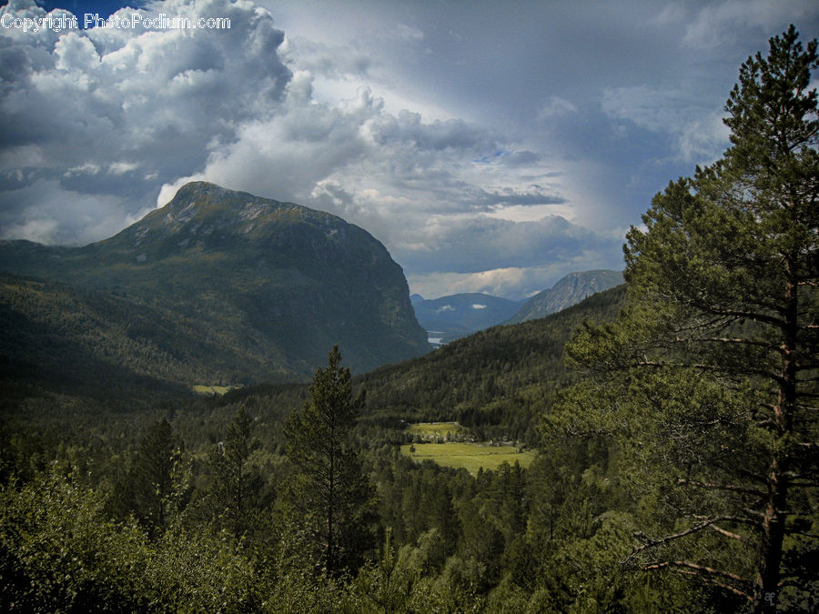 Crest, Mountain, Outdoors, Peak, Conifer, Fir, Pine