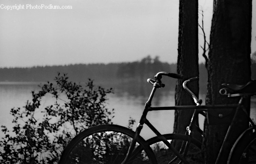 Bicycle, Bike, Vehicle, Silhouette, Blossom, Flora, Flower