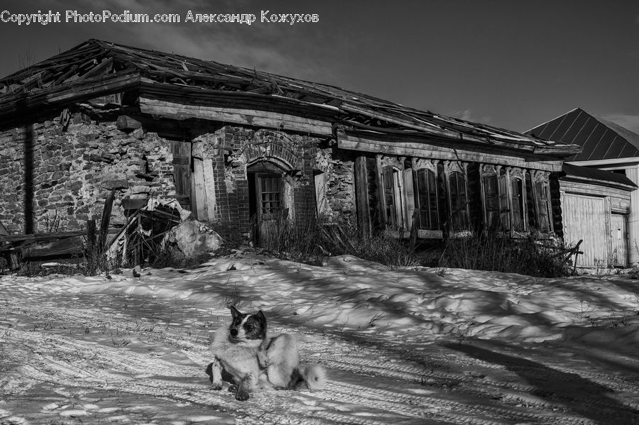 Cabin, Hut, Rural, Shack, Shelter, Animal, Ruins