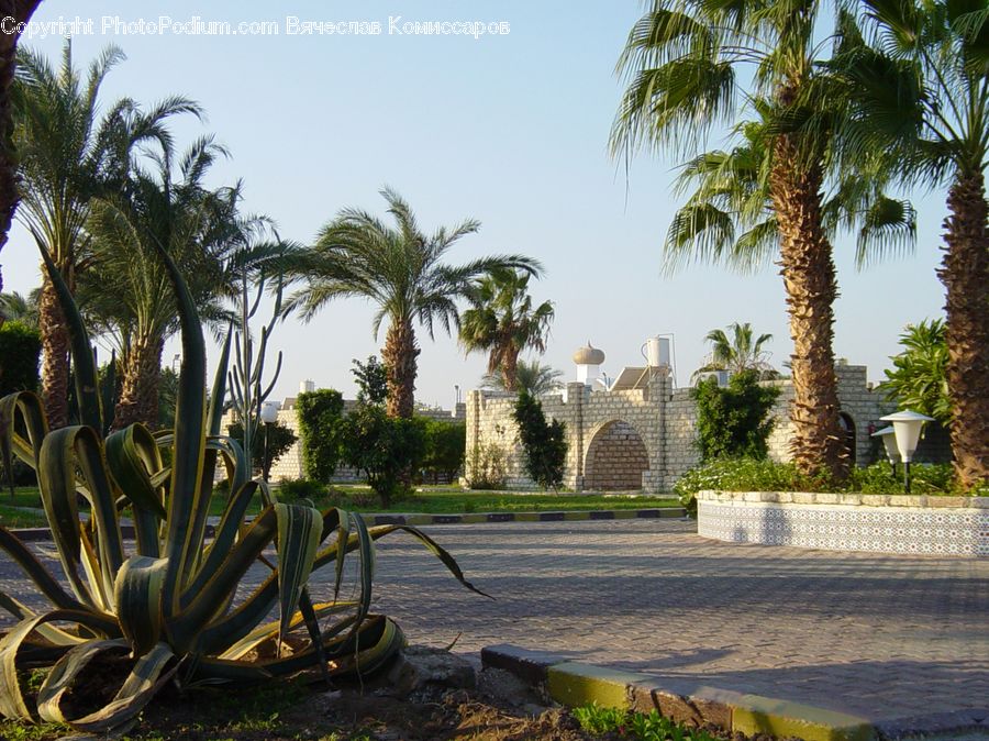 Aloe, Plant, Palm Tree, Tree, Chair, Furniture, Building