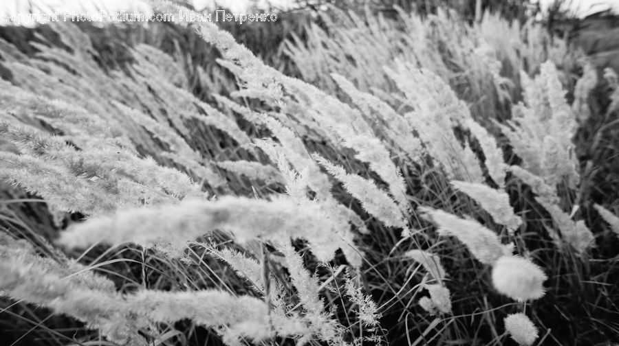 Ice, Outdoors, Snow, Frost, Blossom, Flora, Flower