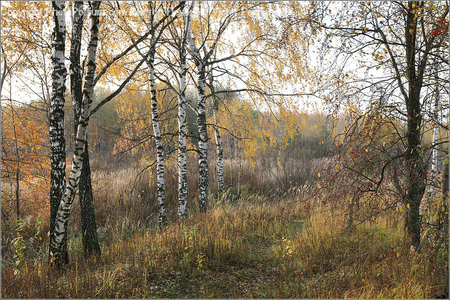 Birch, Tree, Wood, Forest, Vegetation, Grove, Land